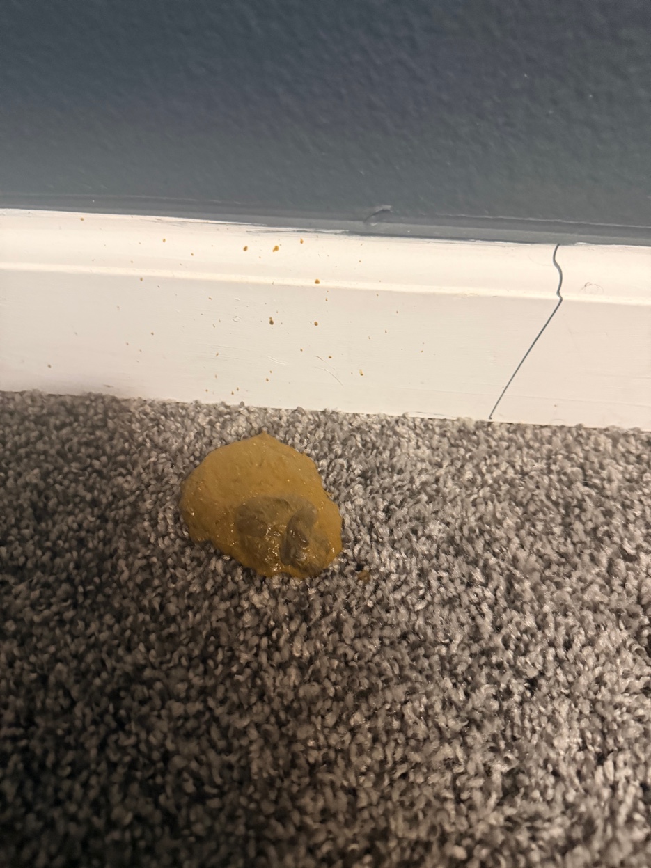 The Armadillo — Kanga's sculptural work on carpet